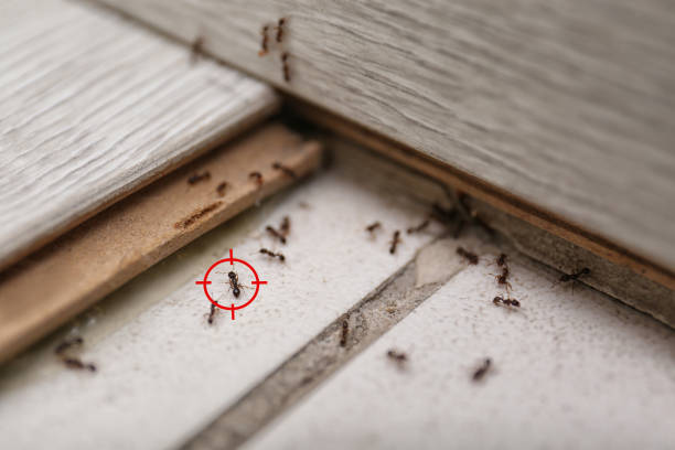 Wasp Removal Services in Farmersville, CA